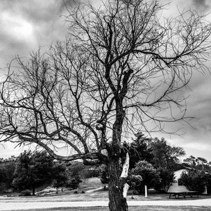 'Dead Tree' by Zack Schuster