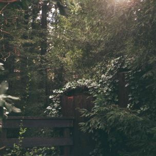 'Forest' by Zack Schuster